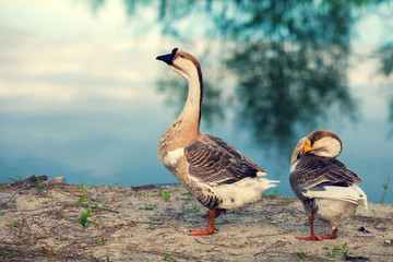 Two gooses walking on the lake bank
