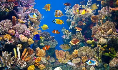 Buntes und lebendiges Aquarienleben © tempusfugit1980