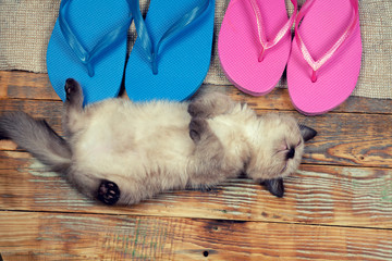 Cute little kitten wearing flip flops sandals lying on the back