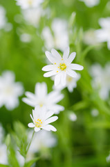 White tender spring flowers, Cerastivum arvense, growing at meadow. Seasonal natural floral background