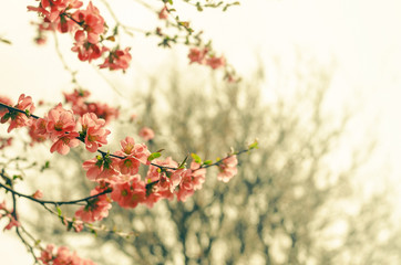 Blossoming branches of a tree.