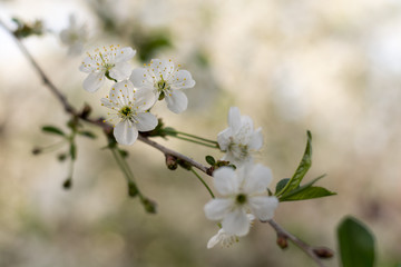 Cherry blossom branches with copy space