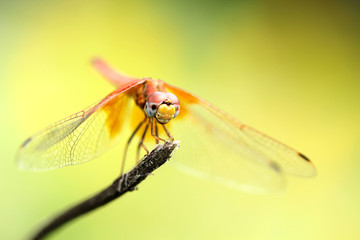 dragonfly in green