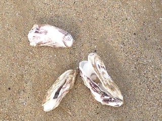 coquilles d'hu&icirc;tres