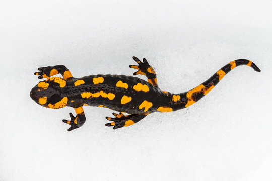 Salamandra Com&uacute;n en la nieve.