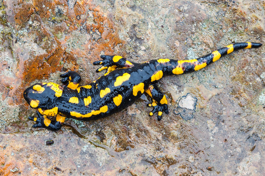Salamandra Com&uacute;n sobre roca h&uacute;meda.