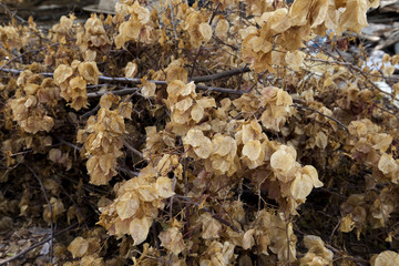 Yellow leaves autumn leaf background
