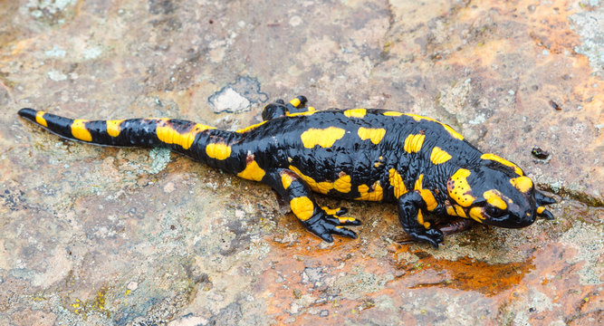 Salamandra Com&uacute;n sobre roca h&uacute;meda.