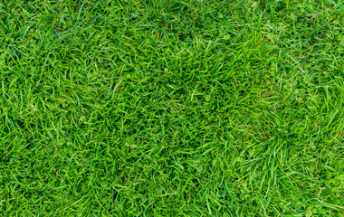 Fototapeta premium Green grass