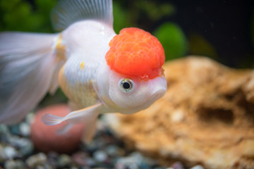 Obraz premium Red Cap Oranda Goldfish - Encased with a prominent head growth, they can appear just like a lion.