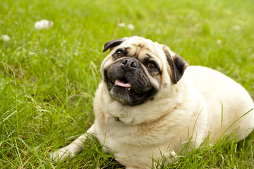 Fototapeta premium calm pug