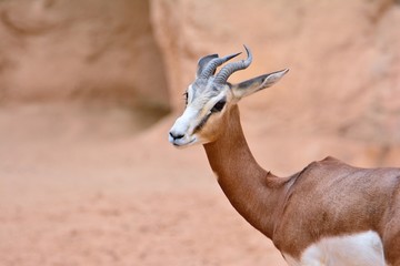 Close-up of antelope, impala.