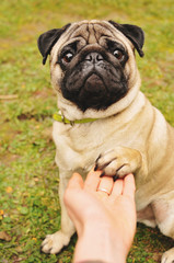 Pug giving paw