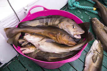 Fresh catch cod on the boat, ocean and sea fishing, Iceland