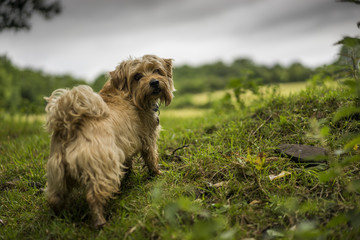 Norfolk Terrier in Welsh Landscape. UK