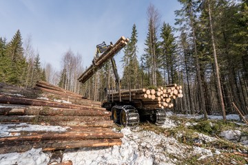 Fototapeta na wymiar Logger with robotic arm lifts logs in winter woods