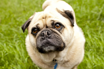 Obraz premium pug looking away