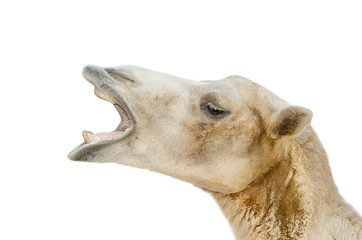 Portrait of camel closeup isolated on white background