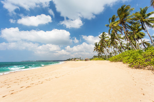 Sandy beach with palm trees on the ocean. Sri Lanka