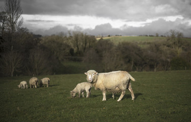 Sheep with spring lambs in Cotswold Landscape. Cheltenham, UK - obrazy, fototapety, plakaty
