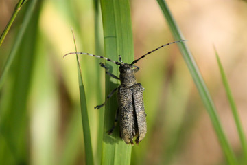 Beetle on a hay perch.