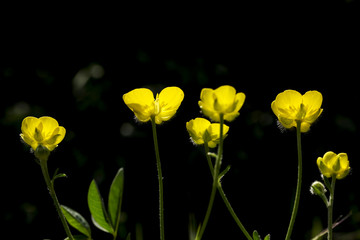 Obraz premium Yaban Çiçeği