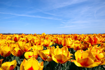 tulip field in Lisse during Spring, Holland