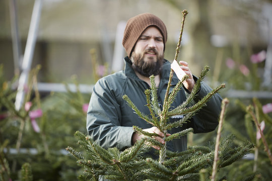 A man in winter hat and waterproof jacket handling a tall Christmas tree. 