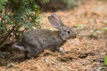 Naklejka na ściany i meble Rabbit is Beautiful Animal of Nature