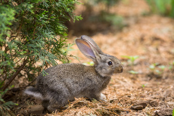 Rabbit is Beautiful Animal of Nature