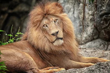 Photo sur Plexiglas Anti-reflet Lion Lion