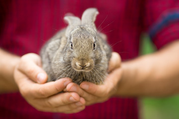 Rabbit. Animals and people