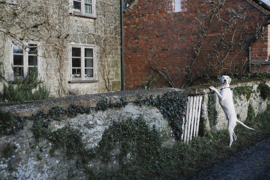 Pointer dog rearing up against wall