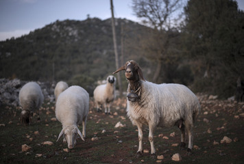Sheep Confronts Camera. Turkey - obrazy, fototapety, plakaty