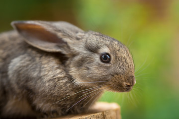 Lovely Rabbit. Beautiful animal of wild nature