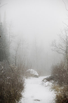 The mountains in winter, a snowy path through the trees.