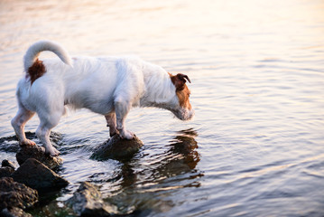 Dog sniffing water. Background for 404 error (not found page)