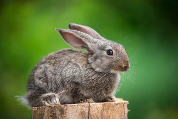 Rabbit. Beautiful animal of wild nature