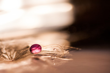 Dandelion seeds with water drops on natural background
