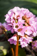 Fototapeta na wymiar Bergenia ciliata (Elephant ear) - plant with beautiful pink flowers