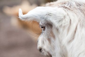 Baby goat portrait with details