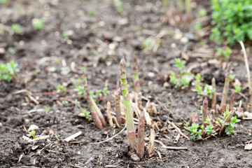 Fresh asparagus in the garden in early spring