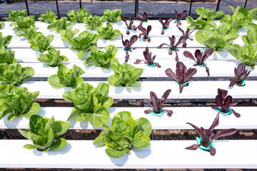 Lettuce Plants growing with Hydroponic System,Hydroponic vegetab