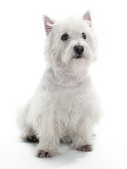 Sitting Westie