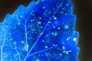 Texture with rotten leaves with fibers