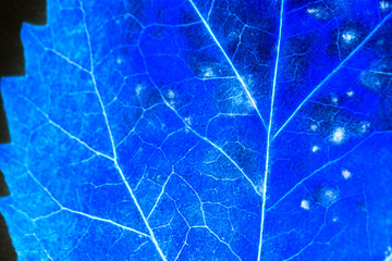 Texture with rotten leaves with fibers
