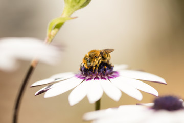 Obraz na płótnie Canvas abeja recogiendo polen