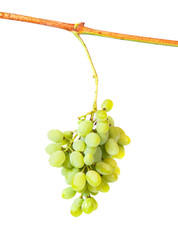 grapes on the vine isolated on a white background