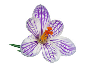 Crocus flower isolated on white background .