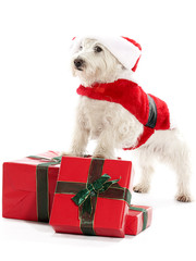 Santa Westie